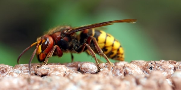 Close-up of a hornet with a yellow-and-black striped abdomen standing on a stone surface