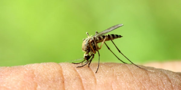 Close-up of a mosquito feeding on skin, with a striped abdomen and its proboscis in the skin