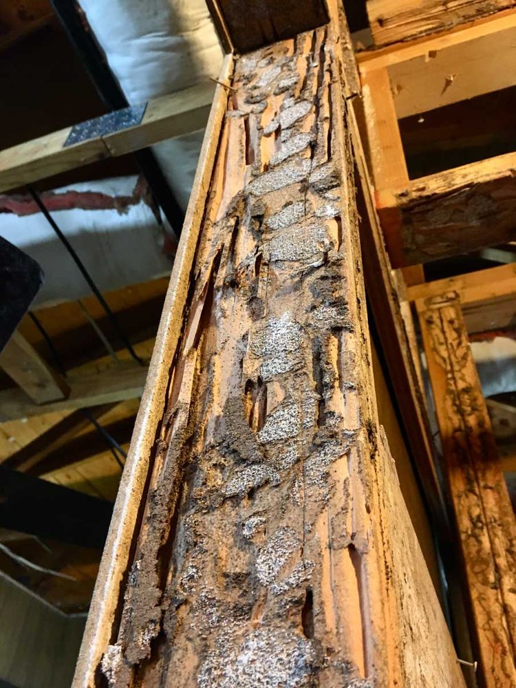 Wooden structural beam hollowed by termites, with mud tubes and damaged galleries in the wood