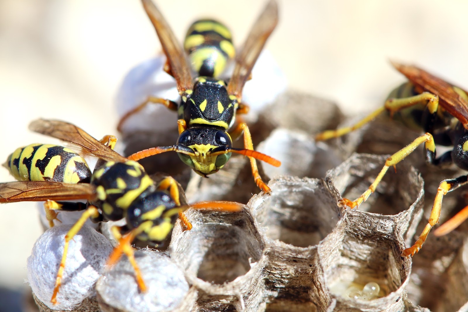 Paper wasps on an open hexagonal nest, including silk-capped cells with developing brood
